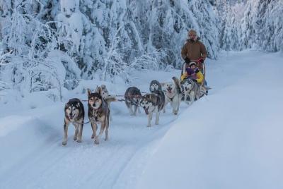 Experiencia de trineo con huskys de 3 horas sin conductor en Levi Experiencia de trineo con huskys de 3 horas sin conductor en Levi