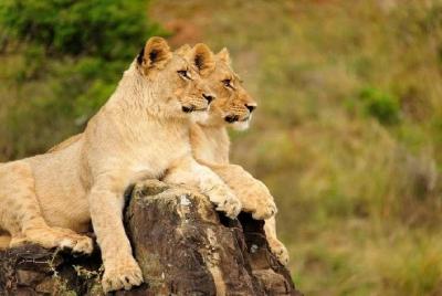 Inkwenkwezi Game Drive, bailarines Xhosa y almuerzo (excursión en