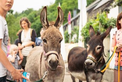 Visita guiada en burro