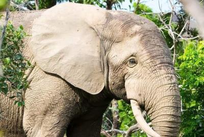 4 días de Skyway Safari al Parque Nacional Mole