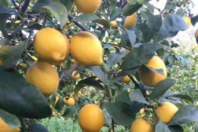 Visita la granja de limones más grande de Grecia