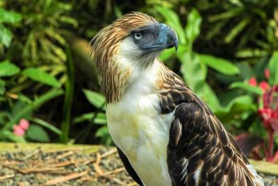 Davao City Tour con águila filipina Davao City Tour con águila filipina
