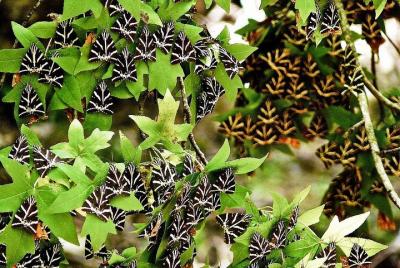 TOUR DE LA ISLA con guía profesional en inglés