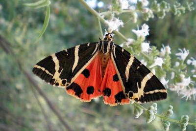 Mariposa Valle y Vino, Aceite de Oliva, Tour de Cata de Miel