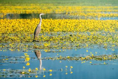 Desde Tesalónica: excursión de un día al lago Kerkini