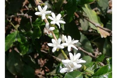 Tour Rural de Café/ Coffee Tour 