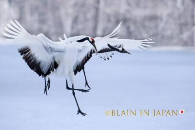 Lugares turísticos en Kushiro Cosas que hacer en Kushiro 162402