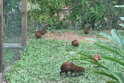 Monkey / Sloth Family Experience de AJ, City Tour y degustación d
