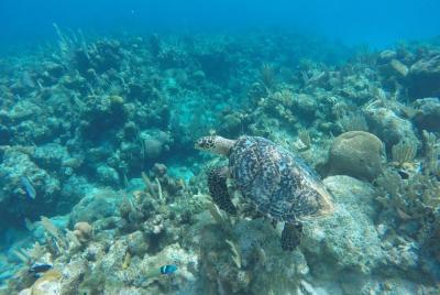 Excursión en tierra: vea Roatán por tierra y en barco