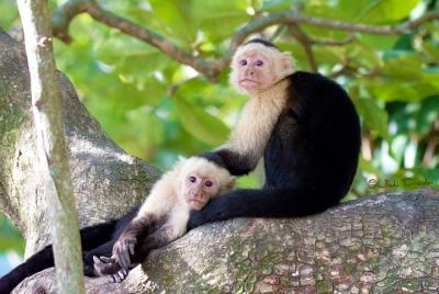 Excursión por la costa: mono / perezosos de Roatán, parque de mar