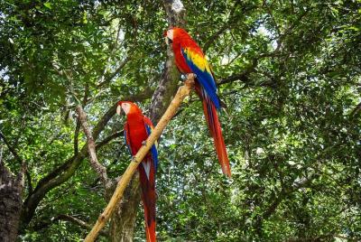 Daniel Johnson Monkey / Sloth Family Experience City Tour y snork