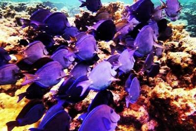 Excursión por tierra y mar a Roatán