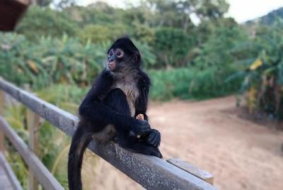 Excursión de medio día a Roatán y visita a la isla de la selva