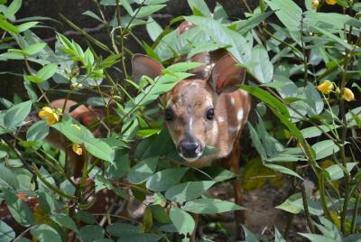 Transporte de medio día a los monos Victor Bodden y al parque Slo