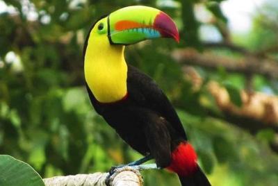 Monos y perezosos en Roatán además de criadero de iguanas y escap