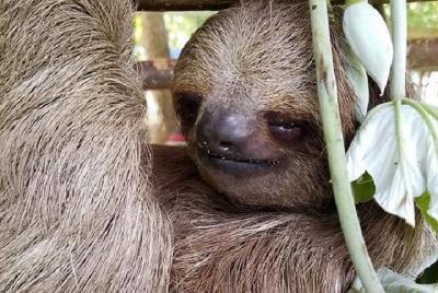 Excursión de conciencia de la vida salvaje de Roatan