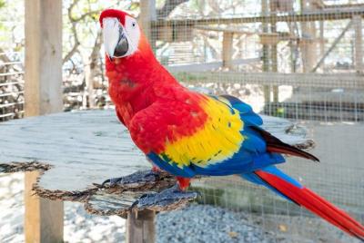 Excursión en tierra: Daniel Johnson Monkey / Sloth Hang-out y Cit