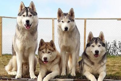 Husky Petting & Pictures en Akureyri