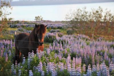 Paseo a pie por Húsavík.