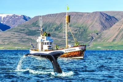 Tour de observación de ballenas a bordo de un barco tradicional O