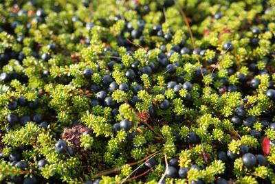Recogiendo bayas silvestres y haciendo tu propia mermelada