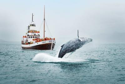 Impresionante naturaleza de la bahía de Isafjardardjup en tour de