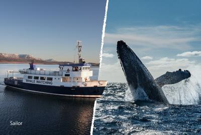 Tour de avistamiento de ballenas y vida marina en Faxafloi