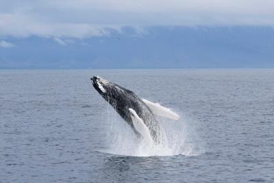 Excursión de avistamiento de ballenas desde Reikiavik