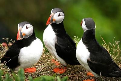 Navegación por la bahía de Reikiavik y frailecillos de 1 hora