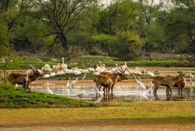 Excursión de un día al santuario de aves de Bharatpur desde Agra: