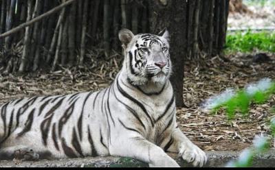 Excursión privada de día completo por el Parque Zoológico Arignar Excursión privada de día completo por el Parque Zoológico Arignar