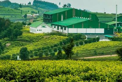 Visita al jardín de té de Darjeeling Visita al jardín de té de Darjeeling