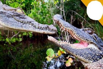 Excursión de día completo al parque ecológico Gharial en Morena d
