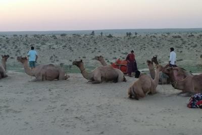 Camel Safari