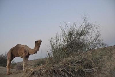 Safari en camello no nocturno.