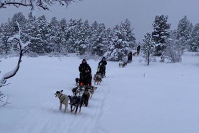 Trineo de perros durante el día