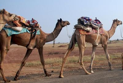 Tour privado de día completo por Jaisalmer aventurero