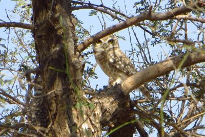 HACRA Jodhpur Desert Experience en Osian, Rajasthan.