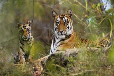 Excursión a Panna Tiger Reserve con la visita vespertina de los t