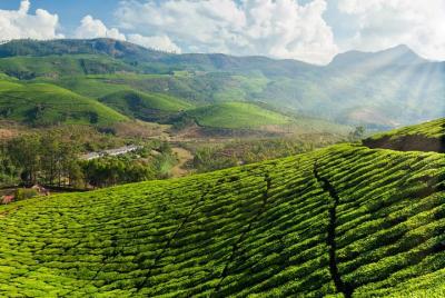  5D / 4N en Munnar-Kochi-Thekkady - Una visita guiada