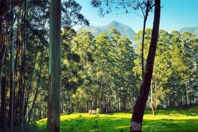 Paquetes turísticos de 5 días en Kerala