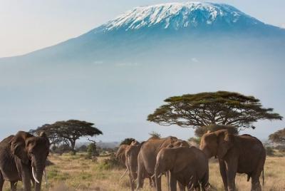 Traslado privado desde la ciudad de Malindi al aeropuerto del aer