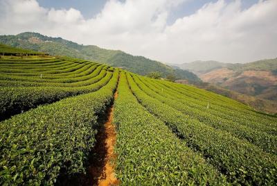 Escapadas de un día a Mae Sai y Mae Salong desde Chiang Rai