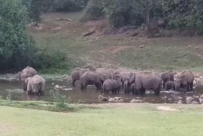 Anakulam Elefante salvaje visitando