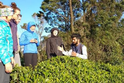 Explore las plantaciones de té de Kerala: degustación de té inclu Explore las plantaciones de té de Kerala: degustación de té inclu