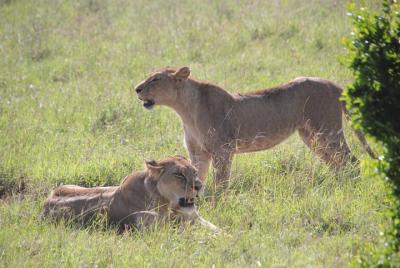 1 día en el parque nacional de Nairobi, el orfanato de elefantes,