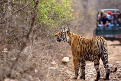 Boleto de entrada sin colas a la reserva de tigres de Ranthambore