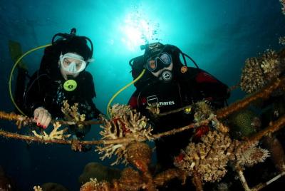 Experiencia de buceo de introducción privada en Eliat Experiencia de buceo de introducción privada en Eliat