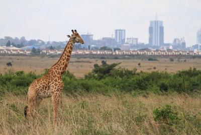 Excursión de un día al Parque Nacional de Nairobi, al orfanato de Excursión de un día al Parque Nacional de Nairobi, al orfanato de