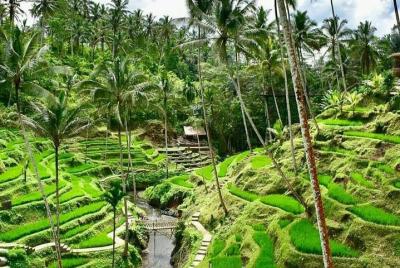 Maravilloso de Ubud y Jungle Swing Tour privado guiado - WiFi gratis Maravilloso de Ubud y Jungle Swing Tour privado guiado - WiFi gratis